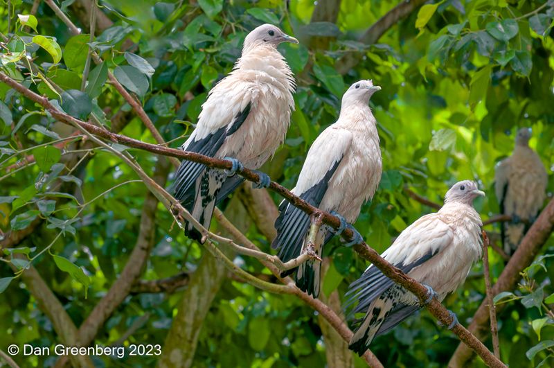 Pied Imperial Pigeons