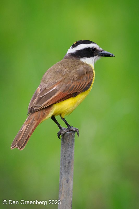 Great Kiskadee