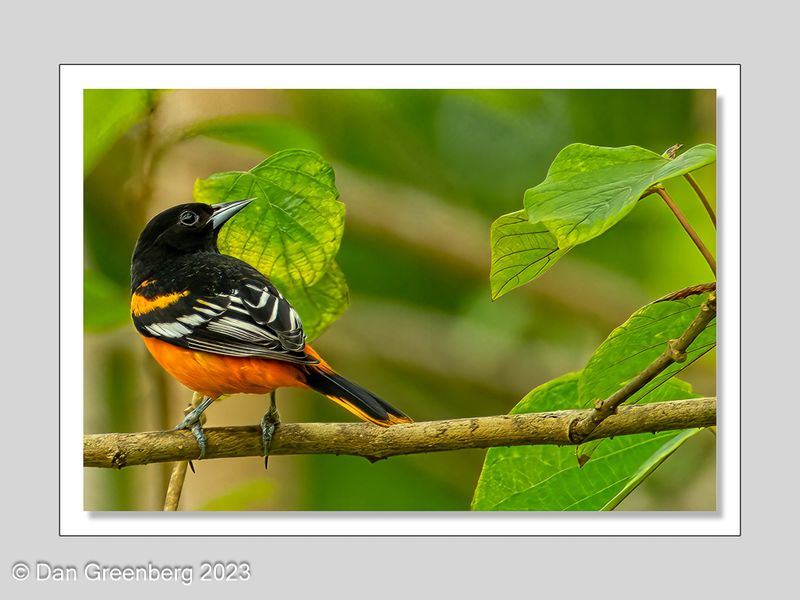 May Baltimore Oriole