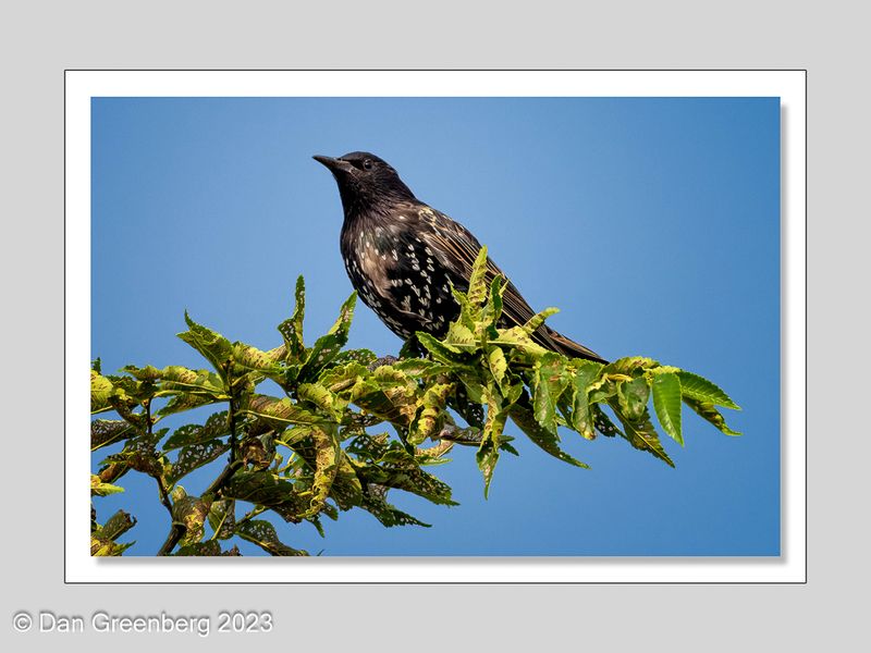 March European Starling