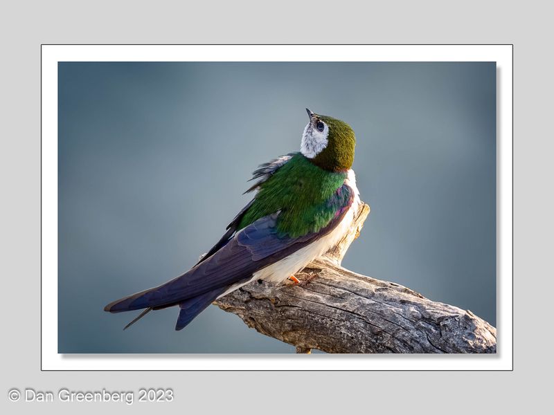 July Violet-green Swallow