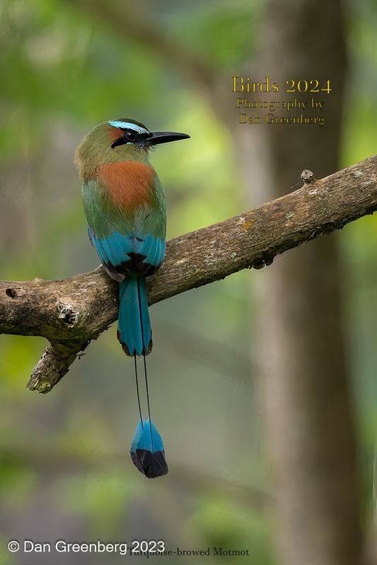 Cover Turquoise-browed Motmot