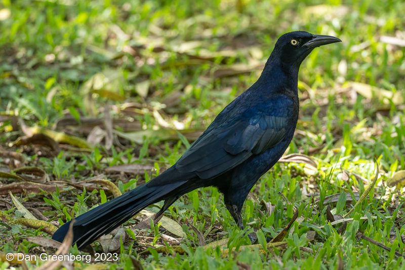 Great-tailed Grackle