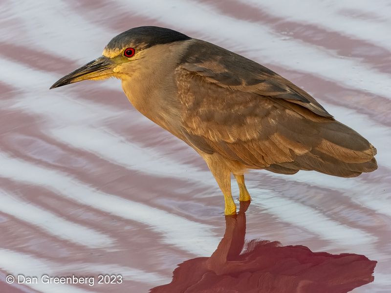 Black-crowned Night Heron