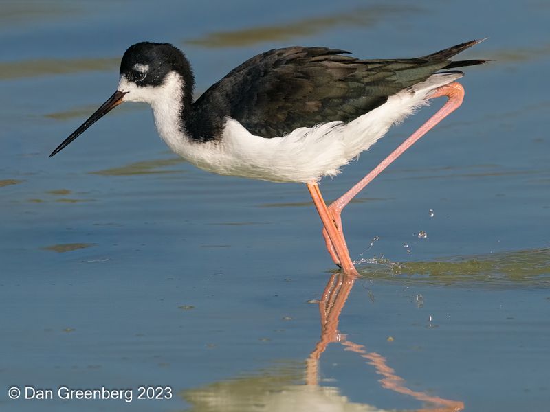  Hawaiian Stilt