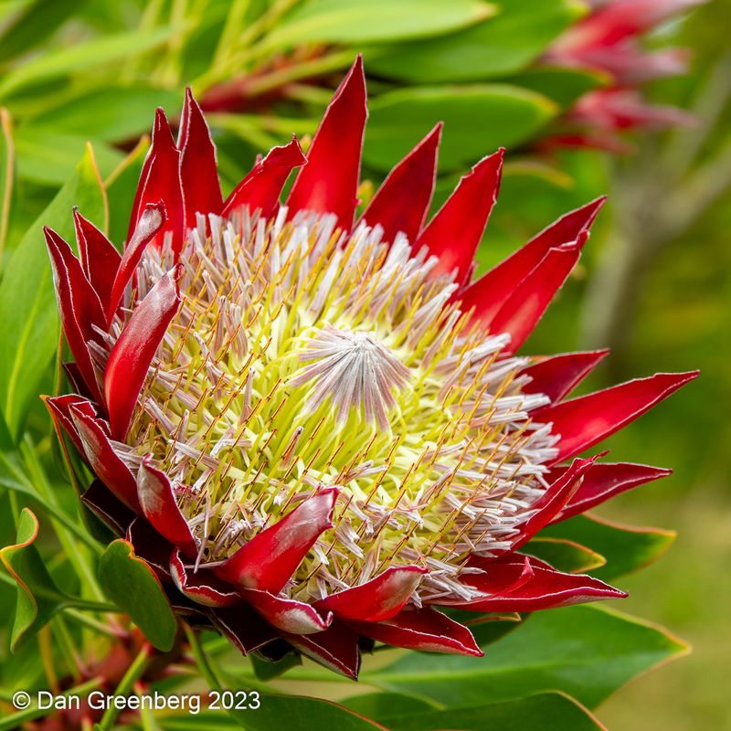 King Protea