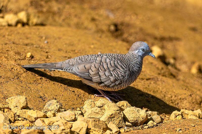 Zebra Dove