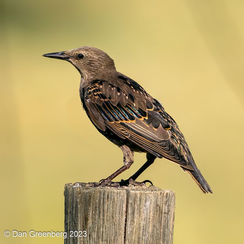 European Starling (juvenile)