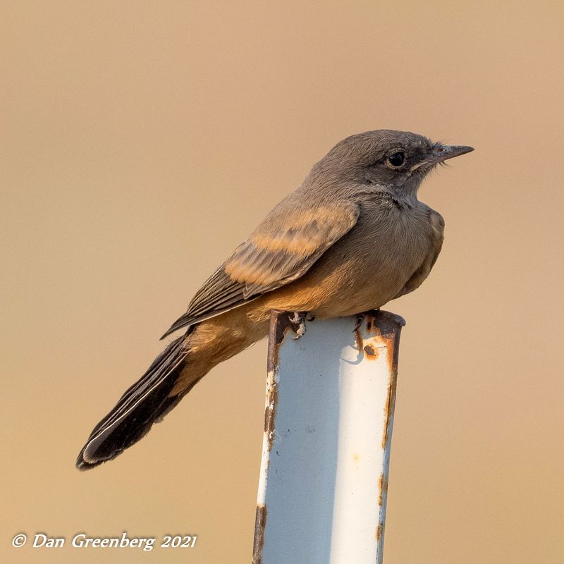 Say's Phoebe