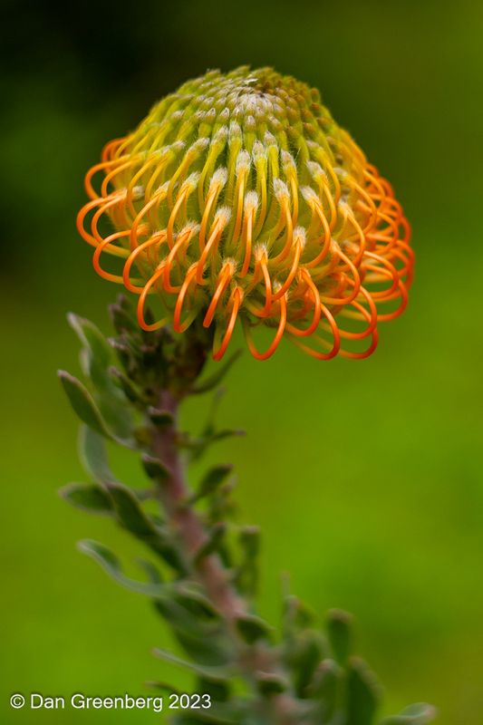 Pincushion Protea