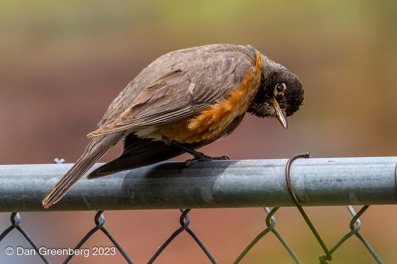 Robin looking at me