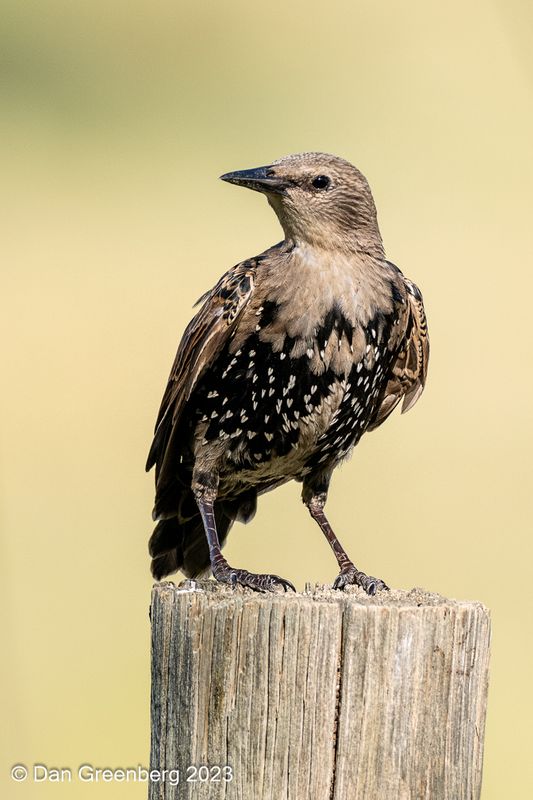 European Starling (juvenile)