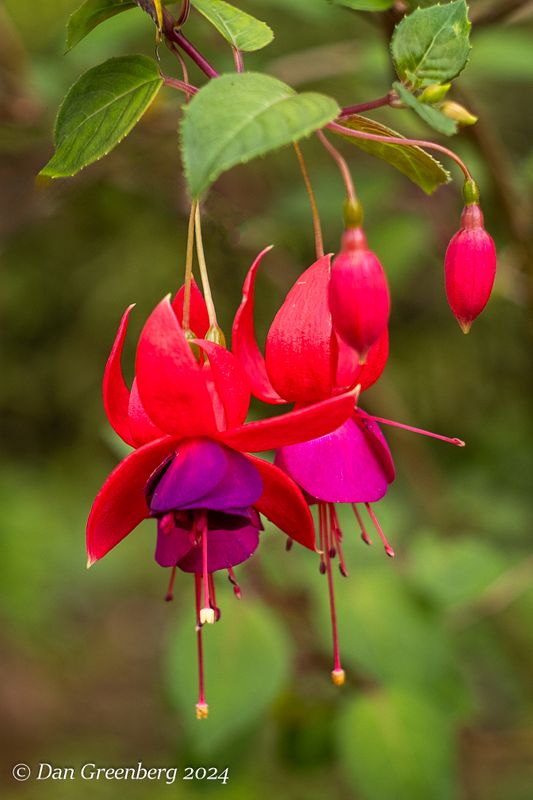 Fuchsia