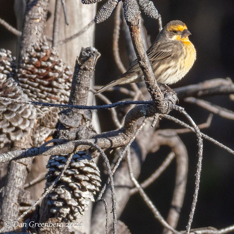 House Finch (juvenile)