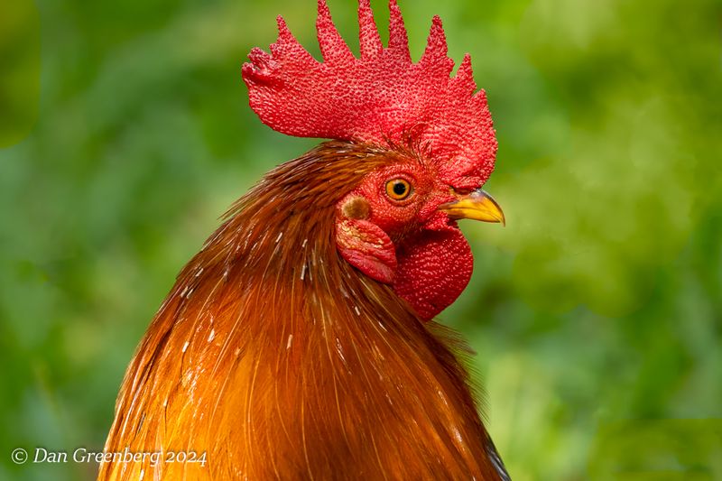 Rooster Close-up