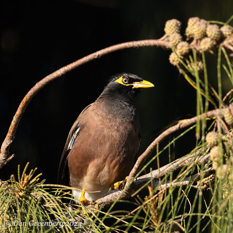 Common Myna