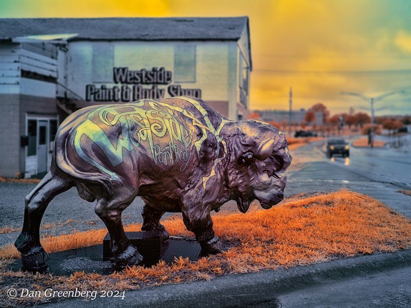 Buffalo in the Rain