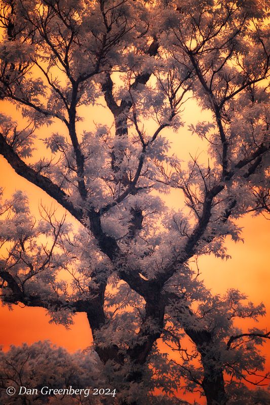 Crossing Branches