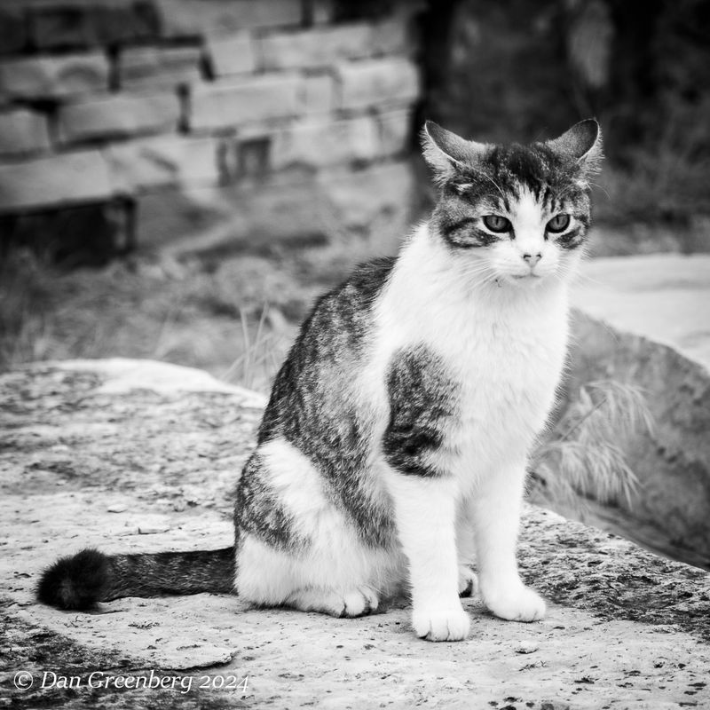 Cat Portrait in Infrared