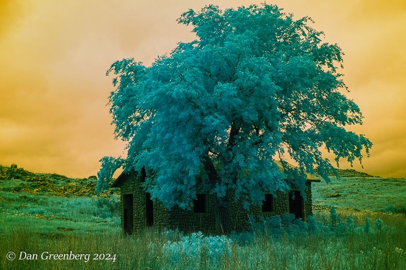 Stone Cabin and Lone Tree
