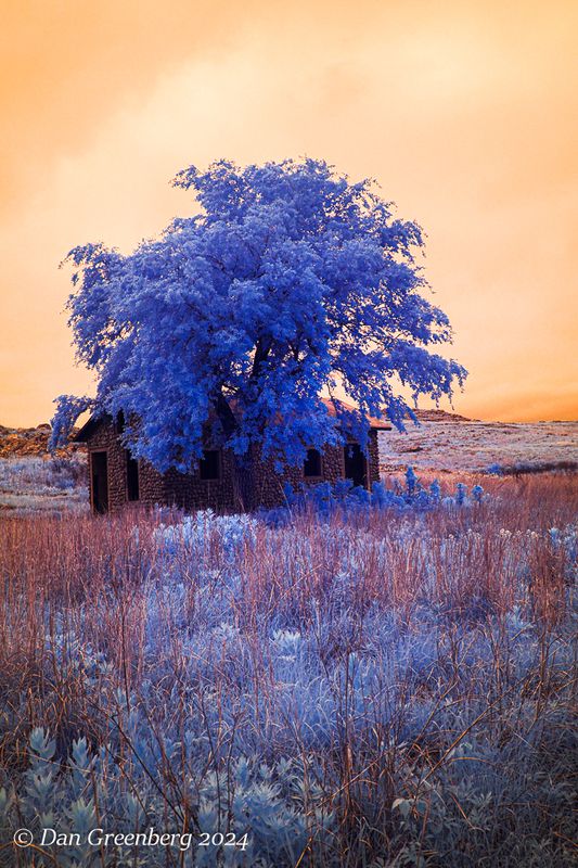 Stone Cabin and Lone Tree