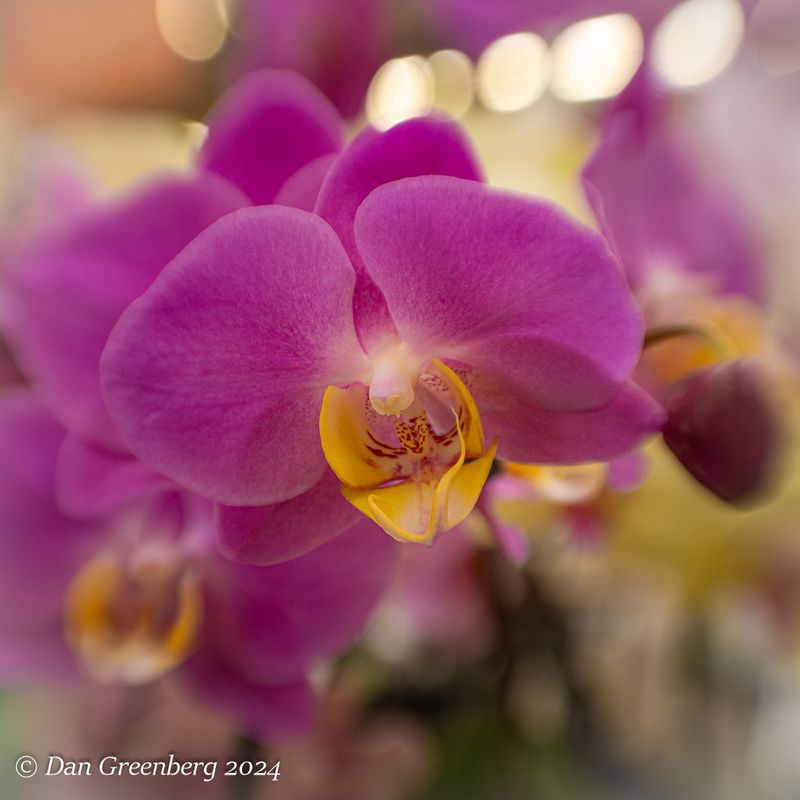 Orchid Abstract