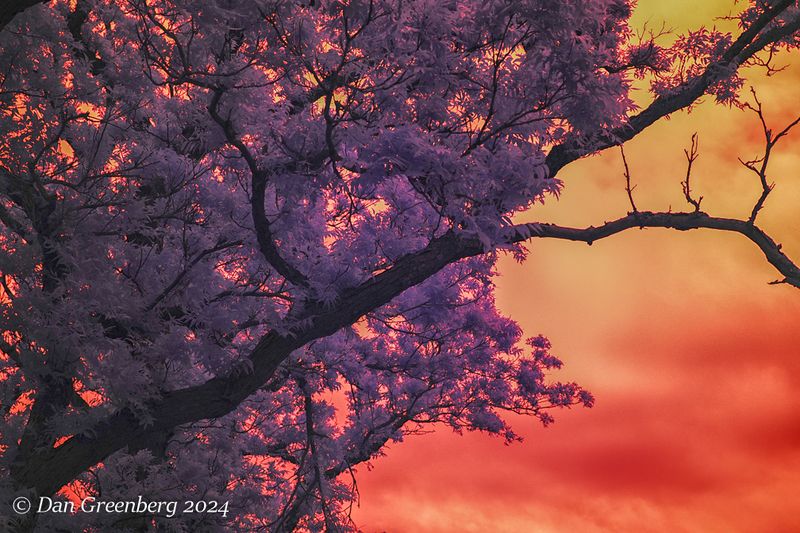 Tree Abstract