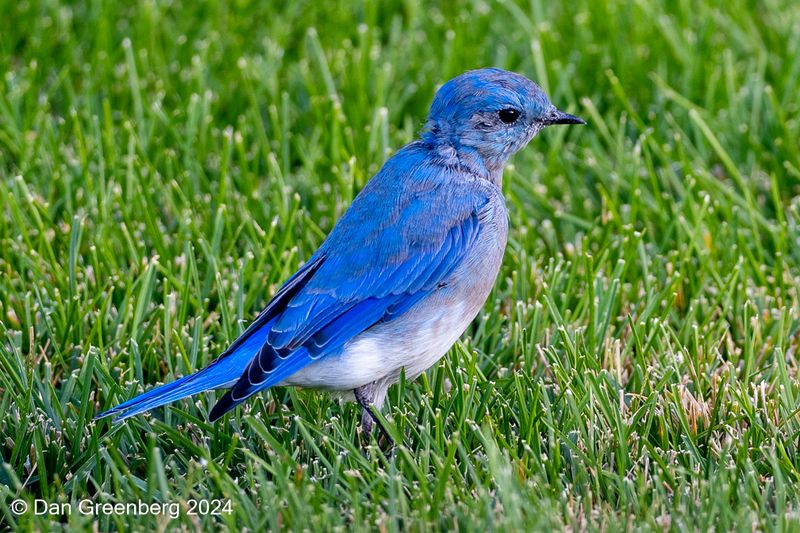 Mountain Bluebird