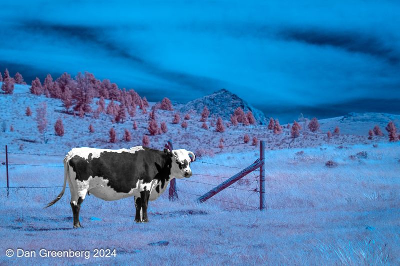 A Lone Cow