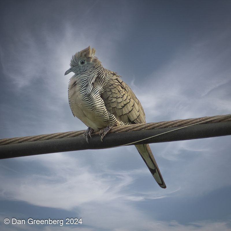 Zebra Dove