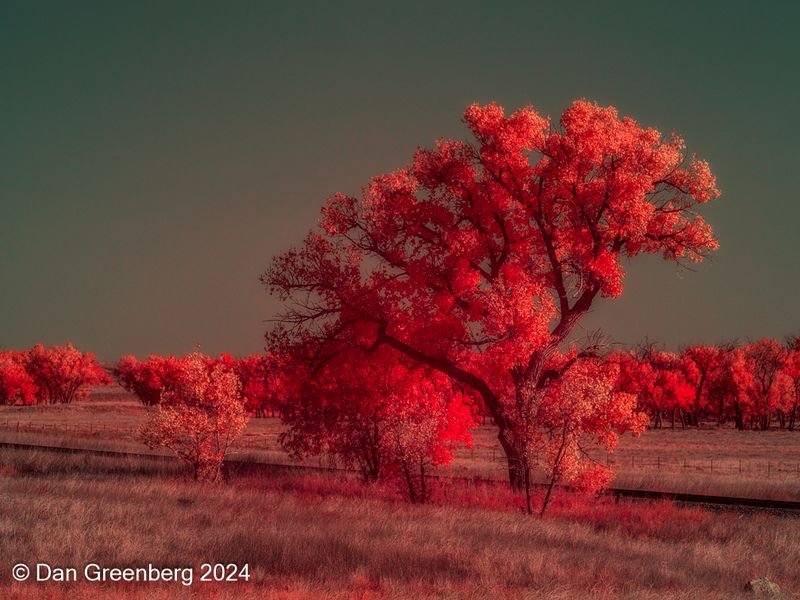 Trees, Late Afternoon