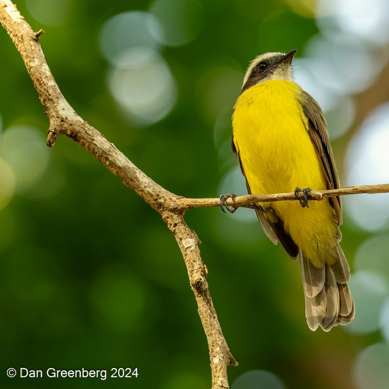 Great Kiskadee
