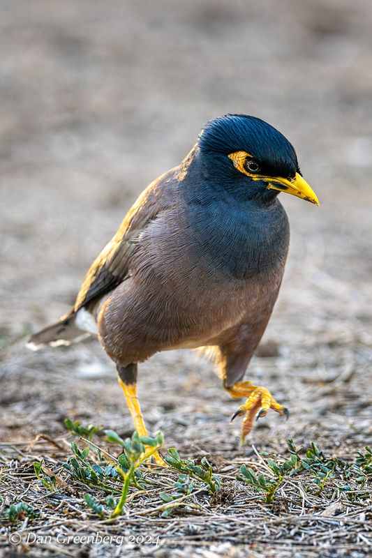 Common Myna