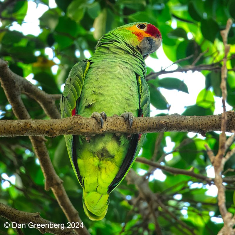 Red-lored Parrot