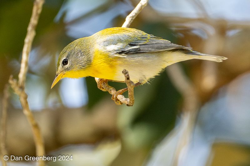 Northern Parula (female)