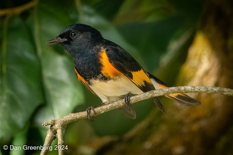 American Redstart