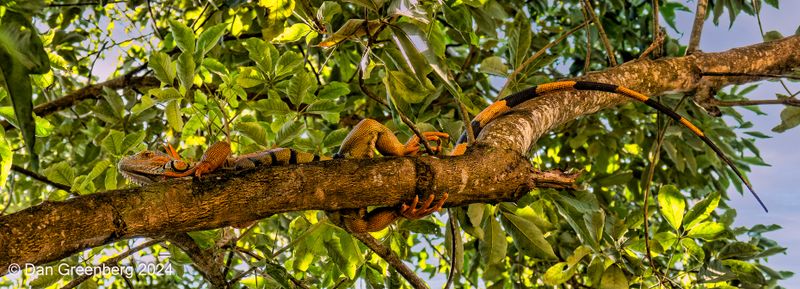 Green Iguana (Mature Male)