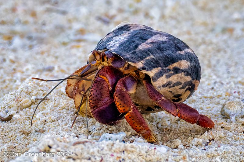 Caribbean Hermit Crab