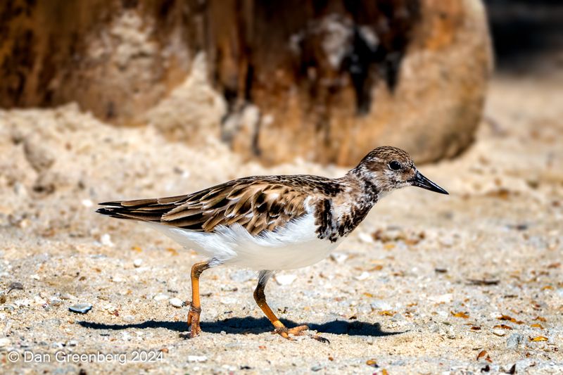 Ruddy Turnstone 