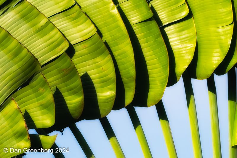 Palm Leaf Abstract