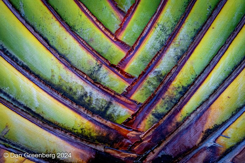 Palm Leaf Abstract #2