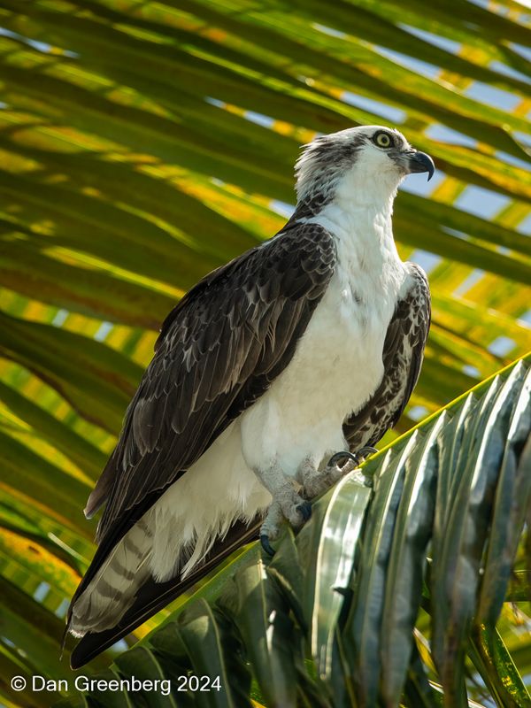 Ridgways Osprey