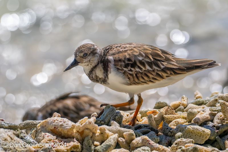 Ruddy Turnstone 