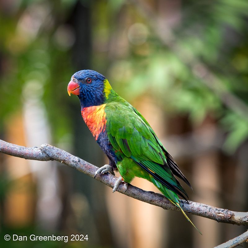 Rainbow Lorikeet