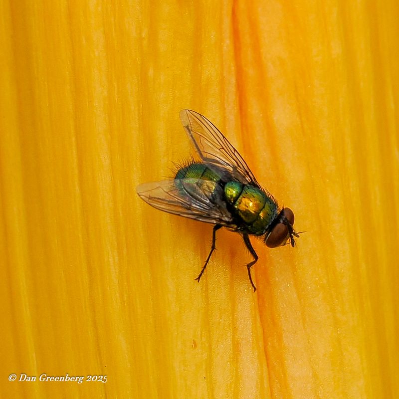 Insects, etc.