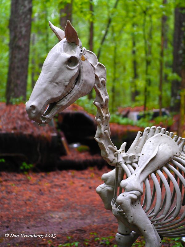 Another dead mustang?