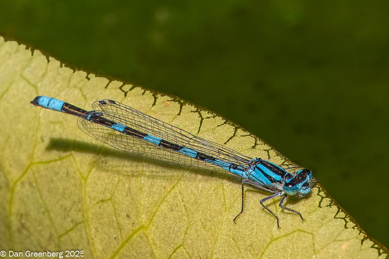 Vancouver, etc. 2025