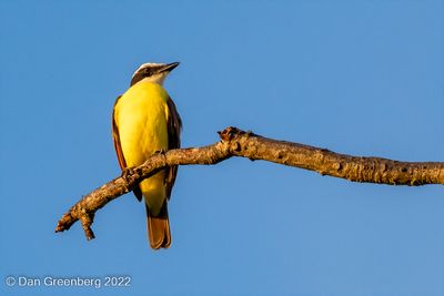 Great Kiskadee