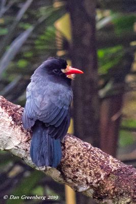 Costa Rica 2019