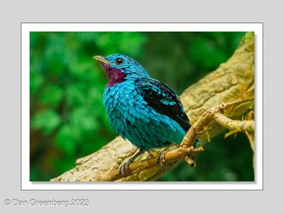 August Spangled Cotinga